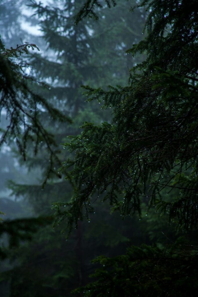 Image shows dark green forest trees dripping with rain.