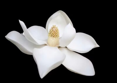 Dear Pomegranate: Purity culture affected my view of sex